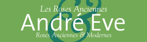 rosesandreeve